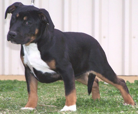 DDDawgs Black Label Gold Blend